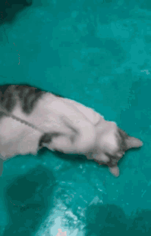 Gato Cat GIF - Gato Cat Michi GIFs