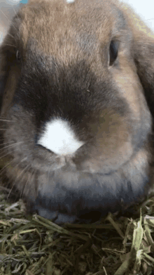 Hollandlop Bunny GIF - Hollandlop Bunny Conejo GIFs