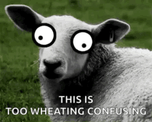 Silly Sheep GIF - Silly Sheep Googley Eyes GIFs