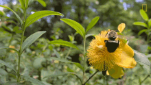 Hovering National Honey Bee Day GIF - Hovering National Honey Bee Day A Bumblebees Buzz Is Basically A Superpower GIFs
