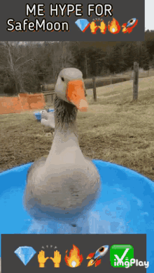 Safemoon Ducks GIF - Safemoon Ducks Hype GIFs