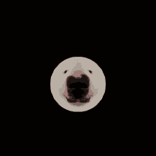 a close up of a polar bear 's face with a black background