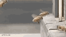 Bee Flying Bee GIF - Bee Flying Bee Bumped GIFs