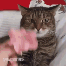 Cat Meme GIF - Cat Meme Flower GIFs