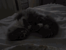Cat Sleep GIF - Cat Sleep Tired GIFs