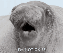 Seal Animal GIF - Seal Animal Weird GIFs