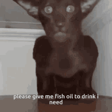 Creep Cat Thirsty GIF