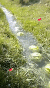Watermelon Watermelon River GIF