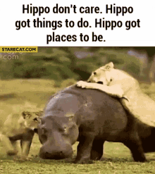 Lions Hippo GIF - Lions Hippo Places To Be GIFs