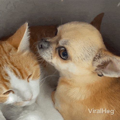 Dog and Cat GIFs