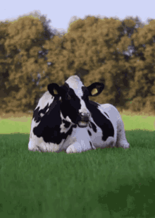 Cow Eatjng GIF - Cow Eatjng GIFs
