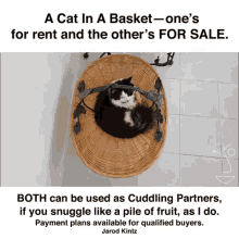 Cat Basket GIF - Cat Basket GIFs