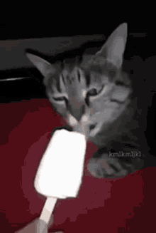 Screech Cat GIF - Screech Cat GIFs