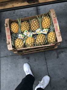 Pineapple GIF