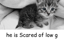 a black and white photo of a kitten with the words " he is scared of low g " below it