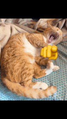 Cat Finger Pointing GIF - Cat Finger Pointing Funny GIFs
