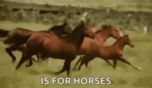 Horses Running GIF - Horses Running Run GIFs