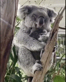 Koala Koala Son GIF - Koala Koala Son Koala Badall GIFs