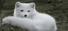 nothingusual arctic arcticfox fox