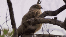 Omg Owl GIF - Omg Owl Gasp GIFs