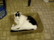 Come Back Here You Rascal! GIF - Cat Box Tail GIFs