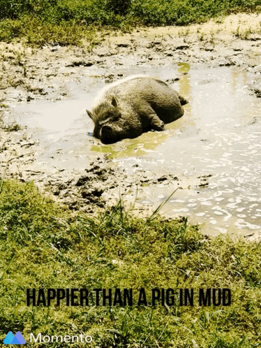 happy pigs in mud