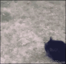 Failed Cat GIF - Failed Cat Ball GIFs