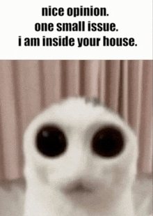 a blurred image of a cat with the words nice opinion one small issue i am inside your house .