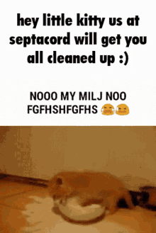 Septacord Kitty GIF - Septacord Kitty Milj GIFs