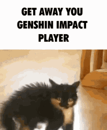 Genshin Impact Cat GIF - Genshin Impact Cat Get Away GIFs