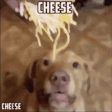 Cheese Dog GIF - Cheese Dog Grade GIFs