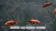 Morning Monty GIF - Morning Monty Python GIFs