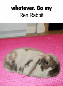 a picture of a rabbit laying on a pink rug with whatever go my ren rabbit written below it