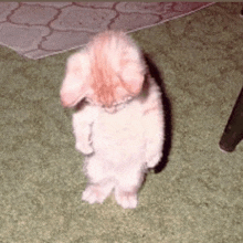 a kitten is standing on its hind legs on a carpet .