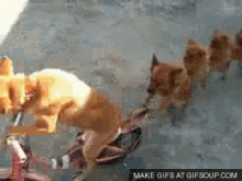 Dog Parade GIF