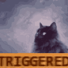 Cat Fang GIF - Cat Fang Triggered GIFs