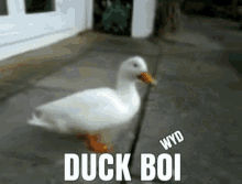 duckboy duckboi fuckboy fuckboi wyd