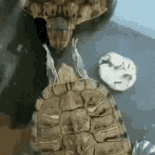 a close up of a turtle 's shell with a sea shell in the background