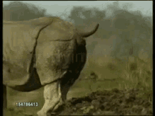 носорогпосрал GIF - носорогпосрал GIFs