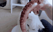 eat cute octopus cat