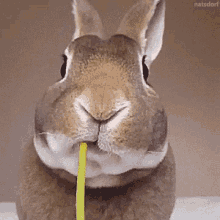 Rabbit Hungry GIF - Rabbit Hungry Eating GIFs