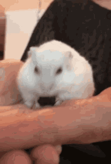 Nugget Duppe GIF