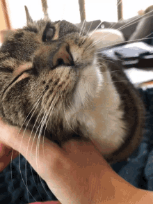 Kitty Cat GIF - Kitty Cat Clingy GIFs