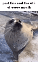 a seal is standing in the snow with a caption that says post this seal the 6th of every month
