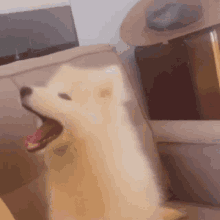 a white dog is sitting on a couch with its mouth open and its tongue out .