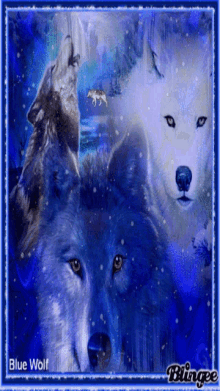 wolves wolf canine blue blue wolf