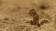 Squirrel Oh GIF