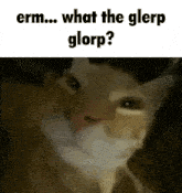 a picture of a cat with the words " what the glerp glorp "