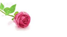 Tia Rose GIF - Tia Rose Pedals GIFs