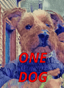 Zoe Baxter GIF - Zoe Baxter One Dog One Masters GIFs
